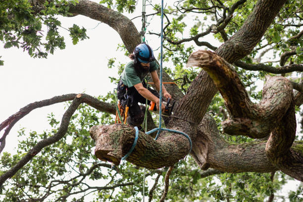 Best Emergency Tree Removal  in Gamerco, NM