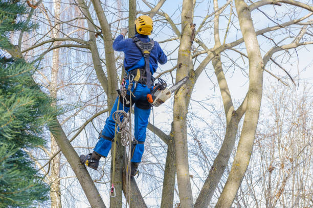 How Our Tree Care Process Works  in  Gamerco, NM