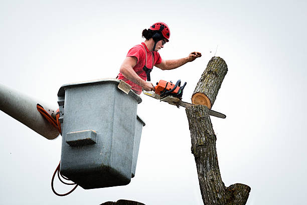 Tree and Shrub Care